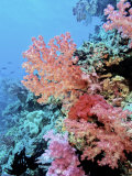 Colorful Sea Fans and other Corals, Fiji, Oceania Fotografisk trykk av Georgienne Bradley