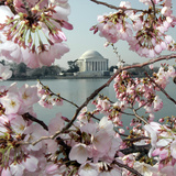 The Blossoms are Almost in Full Bloom on the Cherry Trees Photographic Print