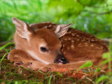 White-tailed Deer Baby, Kentucky Photographie par Adam Jones
