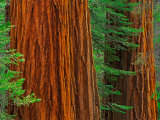 Giant Sequoia Trunks in Forest, Yosemite National Park, California, USA Photographic Print by Adam Jones