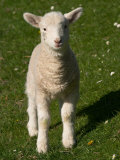 New Lamb, South Island, New Zealand Lámina fotográfica por David Wall New Lamb, South Island, New Zealand Lámina fotográfica por David Wall