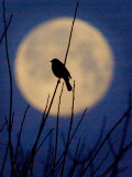 A Bird is Silhouetted against a Full Moon Before Sunrise Friday Morning - Fotografik Baskı