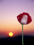 Opium Poppy at Sunset, Thailand Lámina fotográfica por John & Lisa Merrill