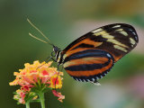 Tiger Butterfly Photographic Print by Adam Jones
