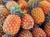 Pineapples, Sunshine Coast, Queensland, Australia Photographic Print by David Wall