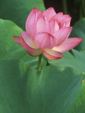 Ohga Lotus, Sankei-en Garden, Yokohama, Japan Reprodukcja zdjęcia autor Rob Tilley Ohga Lotus, Sankei-en Garden, Yokohama, Japan Reprodukcja zdjęcia autor Rob Tilley