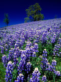 Lupines in Spring, Napa Valley, United States of America Photographie par Jerry Alexander