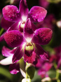 Orchid Detail at National Orchid Garden, Singapore Botanic Gardens, Singapore, Singapore Fotografie-Druck von Glenn Beanland