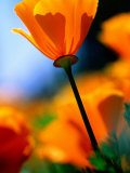 Californian Golden Poppy, Napa Valley, United States of America Fotografie-Druck von Jerry Alexander