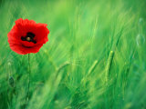Common Poppy (Papaver Rhoeas) in Field of Barley Wheat in Wheatcroft Area, Matlock, United Kingdom Fotografie-Druck von Andrew Parkinson