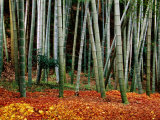Autumn Leaves on Ground at Saiho-Ji, Kyoto, Japan Photographic Print by Frank Carter