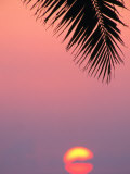 Palm Frond Silhouetted at Sunset, U.S.A. Photographic Print by Ann Cecil