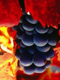 Cabernet Sauvignon Grapes, Napa Valley, United States of America Photographic Print by Jerry Alexander