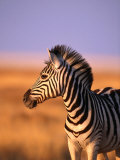 Portrait of Young Burchells Zebra (Equus Burchelli), Etosha National Park, Namibia Photographic Print by Andrew Parkinson