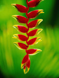 Heliconia Flower, Nadi, Fiji Fotografie-Druck von Peter Hendrie