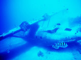 Catalina Flying Boat Wreck Underwater, French Polynesia Photographie par Michael Aw