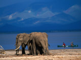 Elephants Standing on the Shore While Onlookers Pass Them in a Canoe, Lake Manyara N.P., Tanzania Photographic Print by Ariadne Van Zandbergen