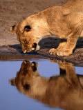 Lioness (Panthera Leo) Surprised by Her Reflection Growls in Anger, Chobe National Park, Botswana Photographic Print by Andrew Parkinson