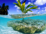 Coconut Palm Growing on Coral Bommie, French Polynesia Photographie par Michael Aw