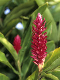 Detail of Red Ginger Flower, New Caledonia Photographie par Holger Leue