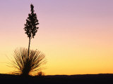 Yucca Plant Silhouetted at Sunset, White Sands National Monument, USA Photographic Print by John Elk III