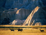 Mule Deer (Odocoileus Hemionus) with Backdrop of Rocky Hills, Badlands National Park, U.S.A. Photographic Print by Mark Newman