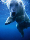 Polar Bear Swimming Underwater in Alaska Zoo, USA Photographic Print by Mark Newman