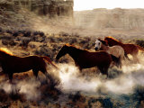Quarter Horses in Motion, U.S.A. Photographic Print by Curtis Martin