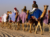 Race Camels Walk to Kuwait Camel Racing Club for Training Session, Kuwait Photographic Print by Mark Daffey