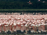 Flamingoes, Lake Nakuru National Park, Kenya Photographic Print by Tom Cockrem