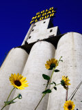 Sunflowers in Front of Mill City Museum, Minneapolis, United States of America Photographic Print by Richard Cummins