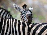 Adult Burchells Zebra Resting Head on Back of Another, Moremi Wildlife Reserve, Botswana Photographic Print by Andrew Parkinson