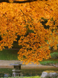 Autumn Leaves at Nitobe Japanese Garden, University of British Columbia, Vancouver, Canada Photographic Print by Lawrence Worcester