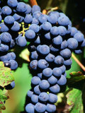 Pinot Noir Grapes Hanging on a Vine, South Africa Photographic Print by Christer Fredriksson