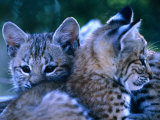 Bobcats (Felis Rufus), U.S.A. Photographic Print by Mark Newman