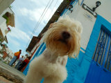 Dog in Zona Centro, Puerto Vallarta, Mexico Lámina fotográfica por Anthony Plummer Dog in Zona Centro, Puerto Vallarta, Mexico Lámina fotográfica por Anthony Plummer