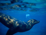 Galapagos Sea Lion (Zalophus Californianus), Ecuador Photographic Print by Richard I'Anson