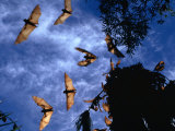 Flying Foxes (Bats) at Dusk, Mataranka, Australia Fotografisk tryk af Regis Martin Flying Foxes (Bats) at Dusk, Mataranka, Australia Fotografisk tryk af Regis Martin