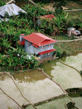 House by Rice Paddies, Aguid, Philippines Photographic Print by Pershouse Craig