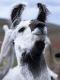 Portrait of a Llama, Estancia Rio Penitente, Near Punta Arenas, Patagonia, Punta Arenas, Chile Fotografie-Druck von Holger Leue