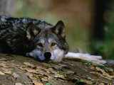 Wolf (Canis Lupus) Lying Down, USA Photographie par Carol Polich