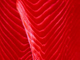 Detail of Norwegian Salmon at Fish Market, Bergen, Norway Fotografie-Druck von Holger Leue