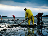 Residents Raking Mud for Shellfish at Indian Neck Beach, Cape Cod, United States of America Photographic Print by Jeff Greenberg