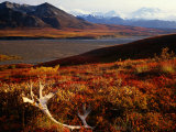 Caribou Antlers on the Tundra in Denali National Park, Denali National Park & Reserve, USA Photographie par Mark Newman