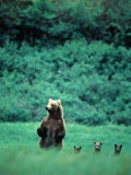Brown Bear and Cubs, Mikfik Creek, U.S.A. Photographic Print by Mark Newman