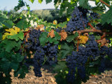 Grapes Growing at Mirassou Vineyards, San Jose, USA Photographic Print by John Elk III