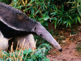 Captive Giant Anteater (Myrmecophaga Tridactyla), Brazil Photographic Print by Mark Newman