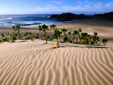 Dune Plants and Beach, Robberg Nature and Marine Reserve, Plettenberg Bay, South Africa Photographie par Ariadne Van Zandbergen