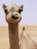 Cheeky Dubai Camel in Desert, Dubai, United Arab Emirates Photographie par Holger Leue