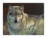Uninterrupted Stare: Gray Wolf Posters by Joni Johnson-godsy